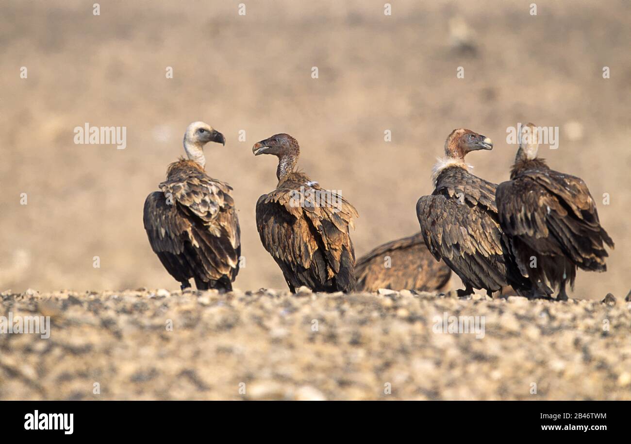 Griffon Vulture Standing on the ground in the Negev desert  (Gyps fulvus) Stock Photo