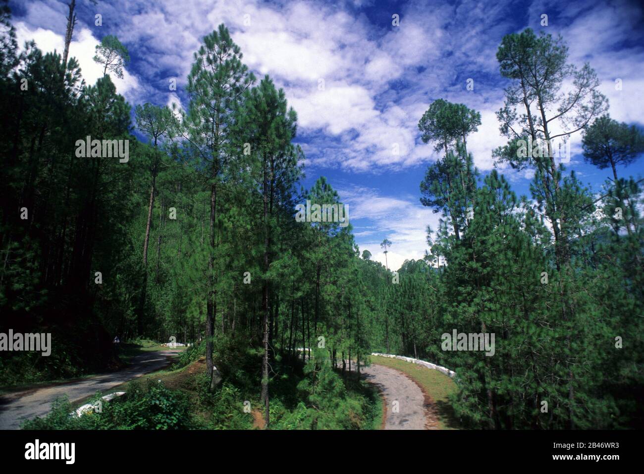 Hairpin turn ; hairpin bend ; hairpin corner ; Hair pin bend road near Uttarkashi ; Uttaranchal ; Uttarakhand ; India ; Asia Stock Photo