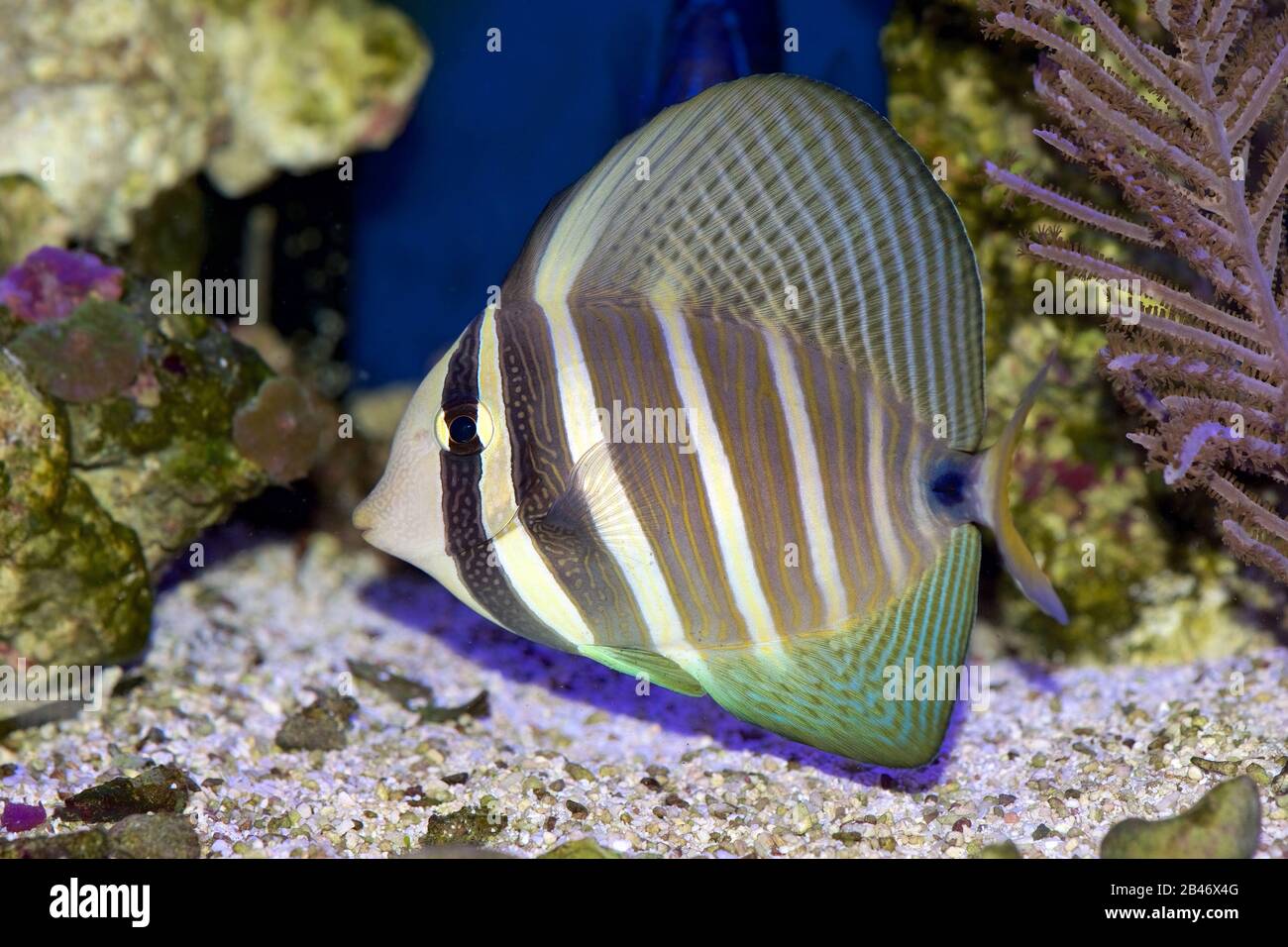 Pacific Sailfin Tang, Zebrasoma veliferum, in a reef setting Stock Photo