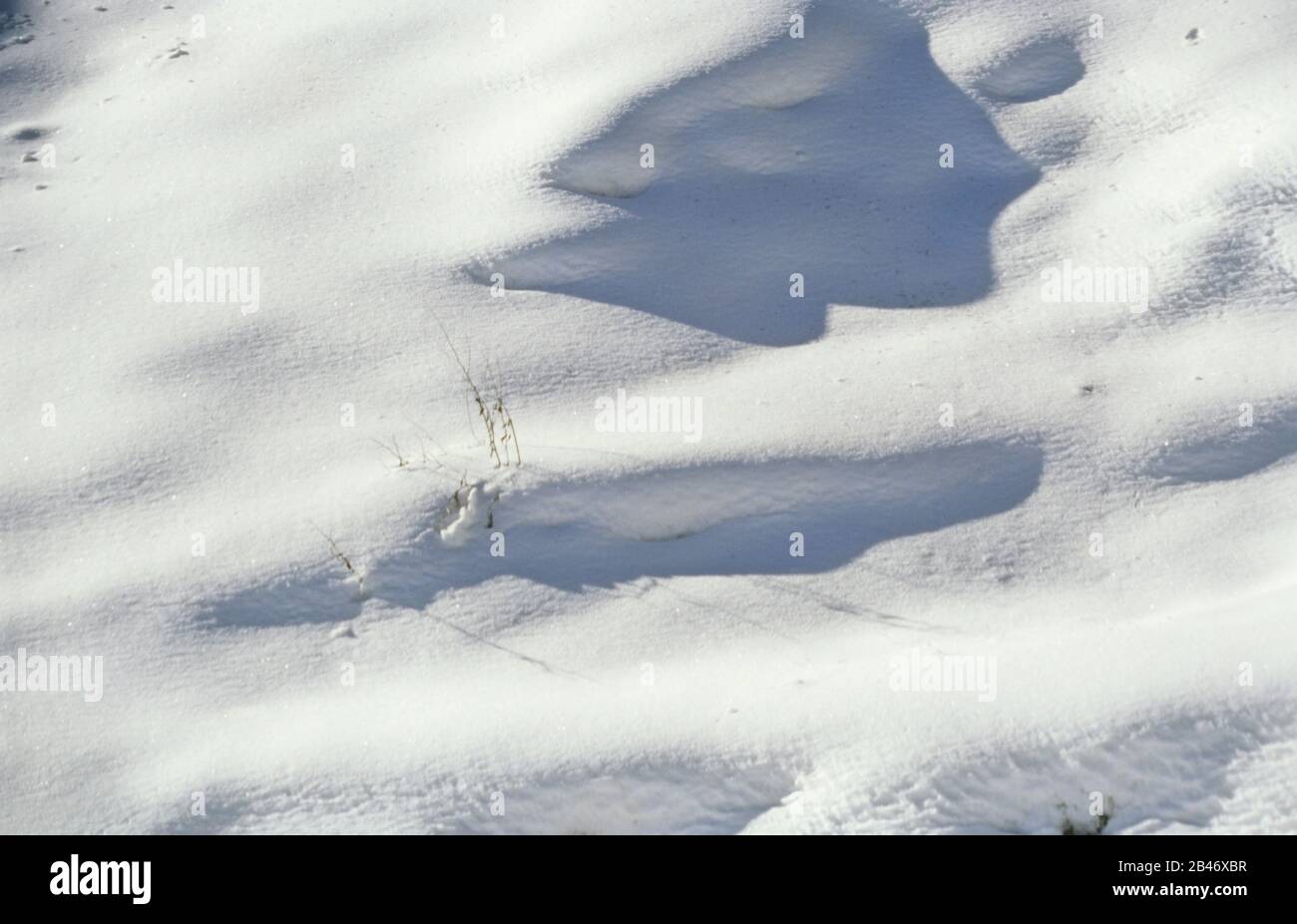 Snow background, Srinagar, Kashmir, India, Asia Stock Photo