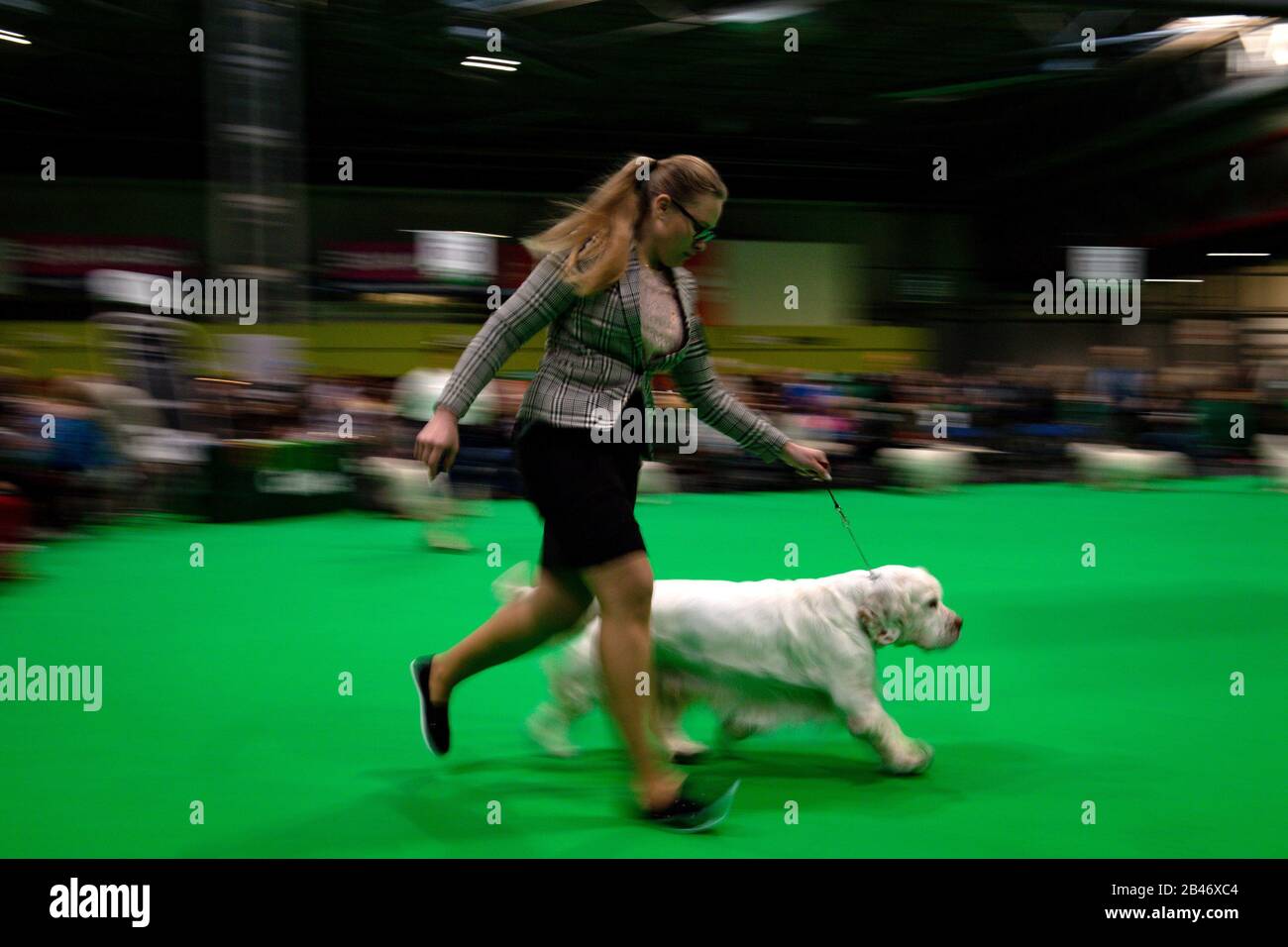 A trainer parades a Clumber Spaniel for judging at the Birmingham National Exhibition Centre (NEC) for the second day of the Crufts Dog Show. Stock Photo