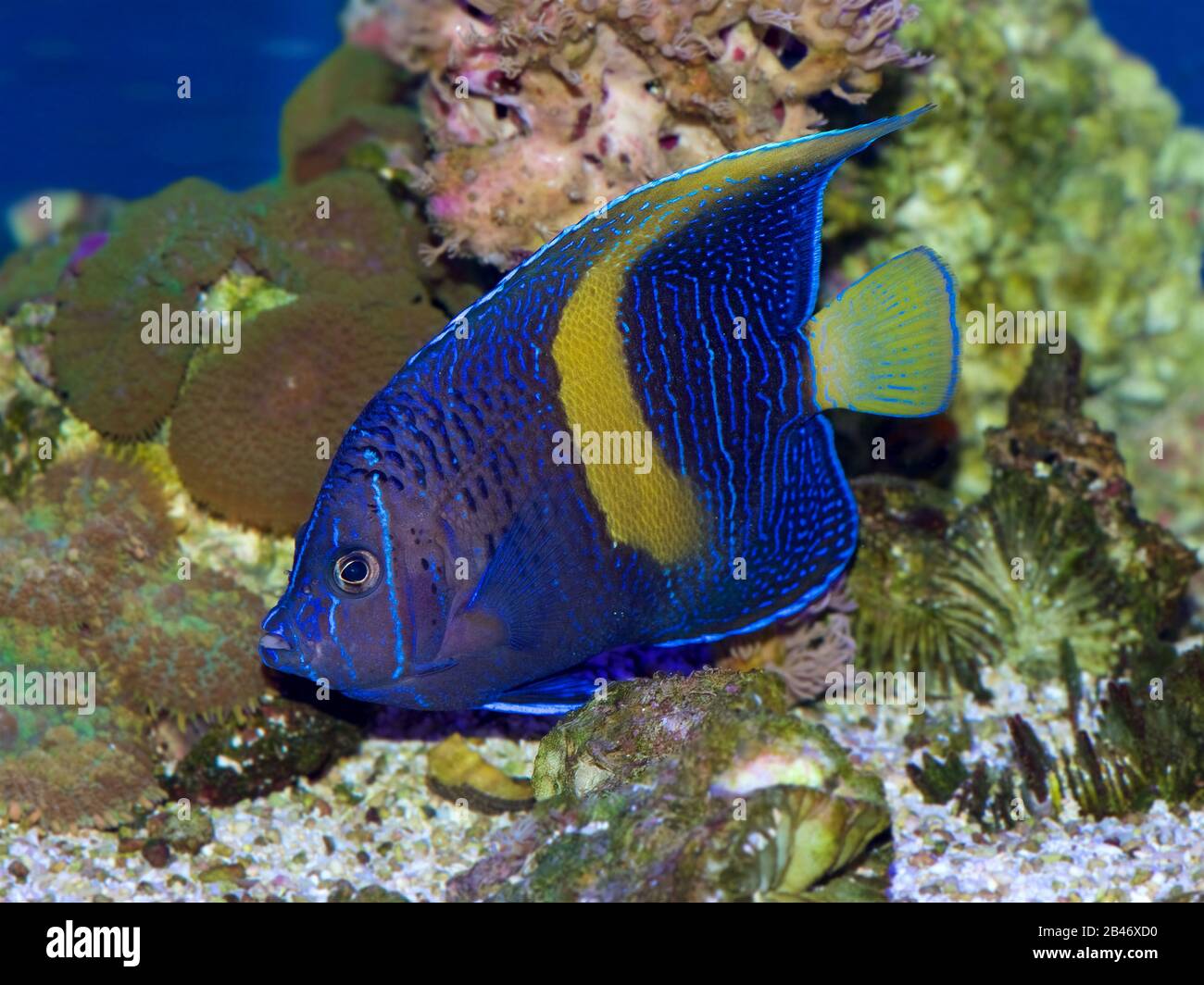A juvenile Maculosus Angelfish, Pomacanthus maculosus, also known as the Yellow Bar, Yellow Band or Map Angelfish. Stock Photo