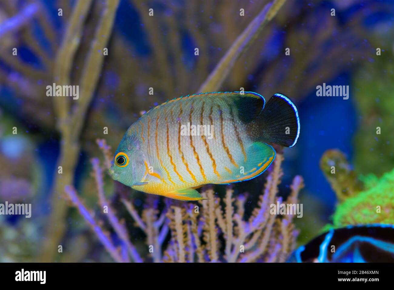 Eibli's Angelfish, Centropyge Eibli, swimming in a coral reef aquarium Stock Photo