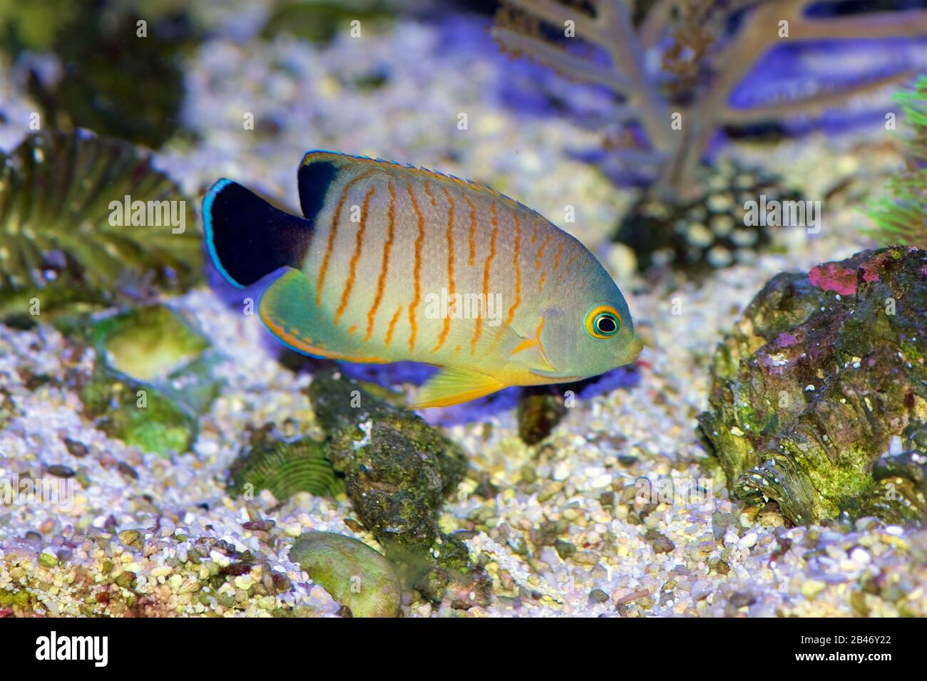 Eibli's Angelfish, Centropyge Eibli, swimming in a coral reef aquarium Stock Photo