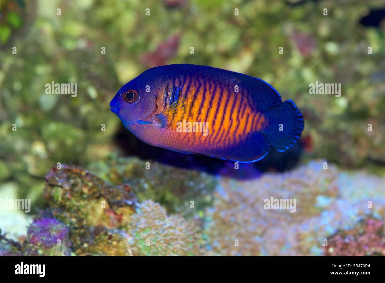 Coral beauty angelfish care hot sale