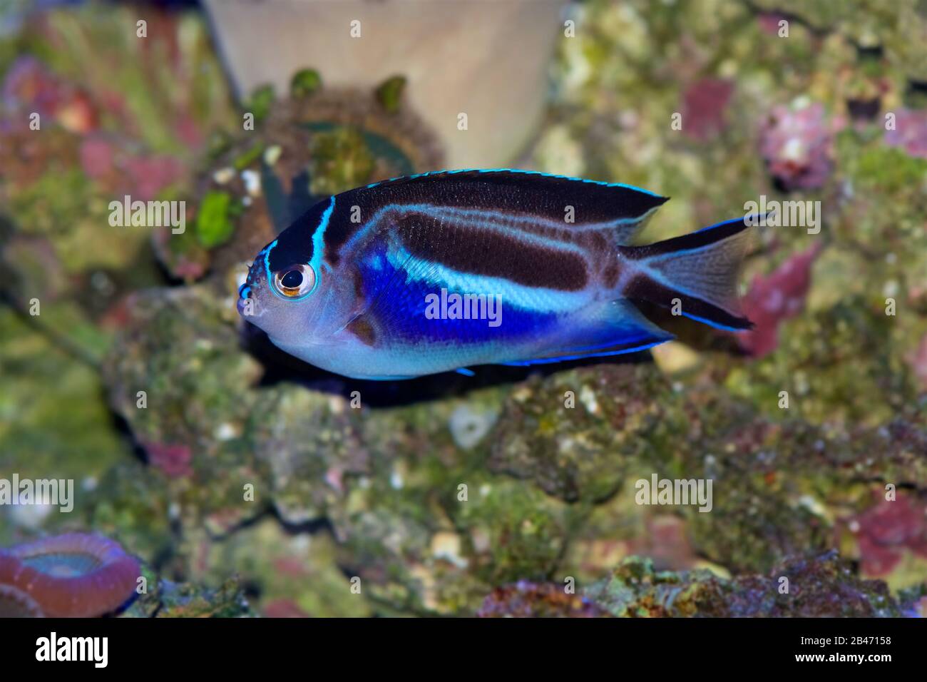 Bellus Angelfish, Genicanthus bellus, female coloring Stock Photo