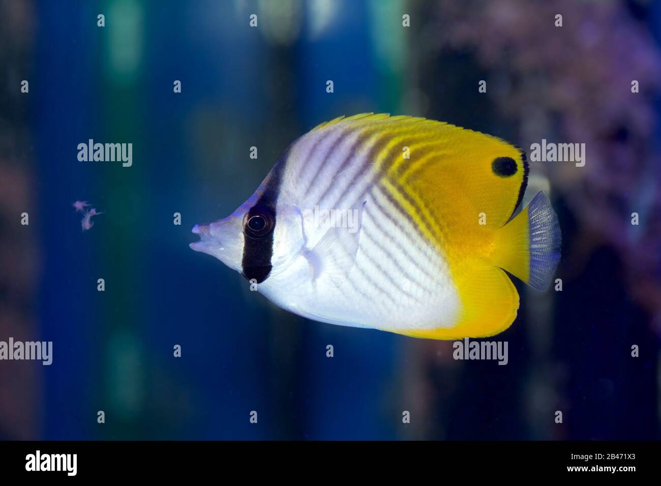Auriga Butterflyfish, Chaetodon auriga, also known as the Threadfin Butterflyfish, juvenile Stock Photo