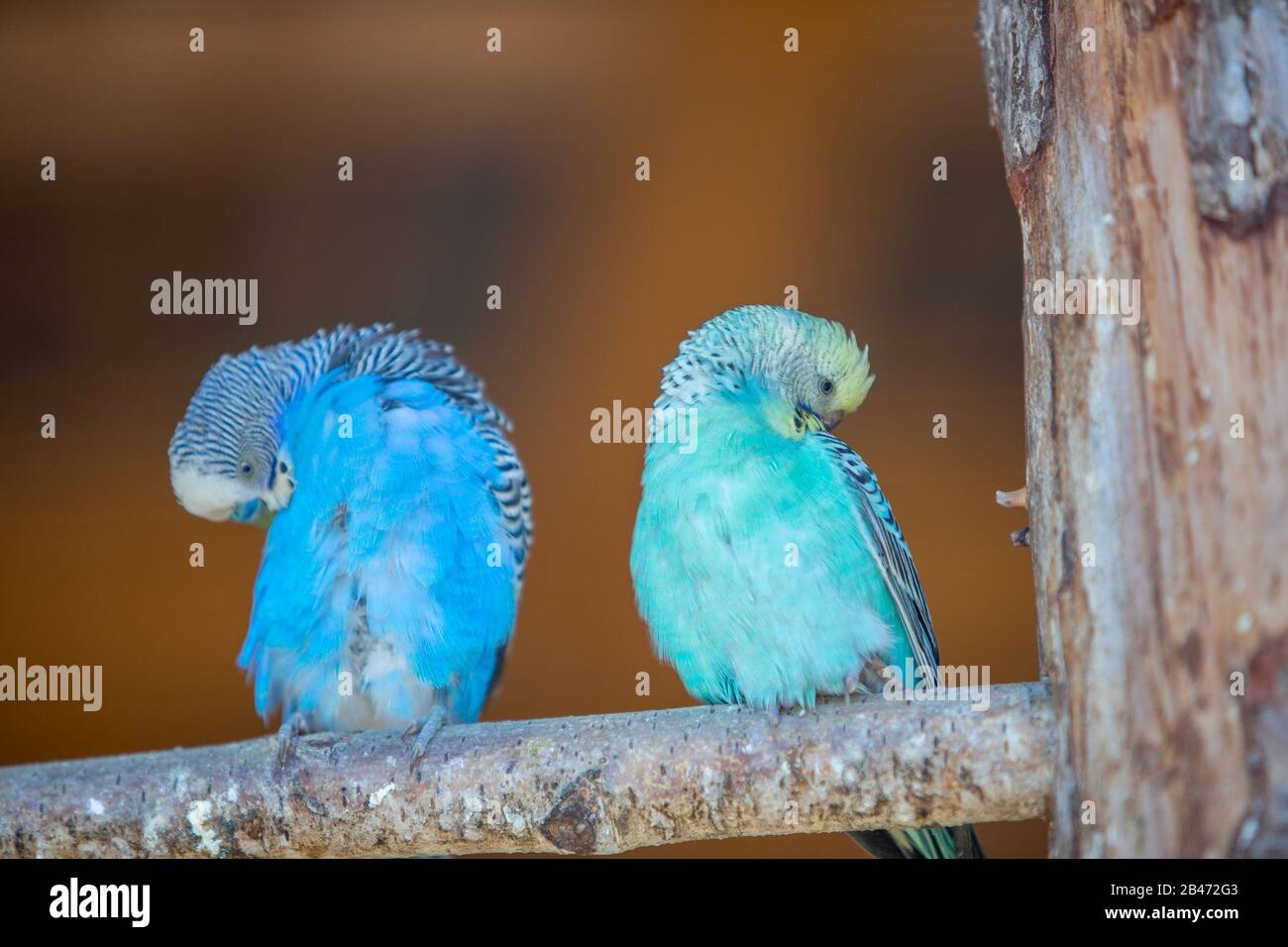 Colourful Bikini Parrots Cages. photo