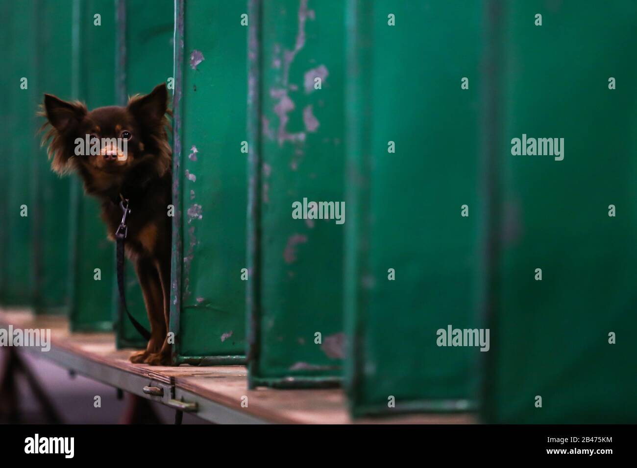 NEC Birmingham, UK. 6th Mar, 2020. Gun dog day at Crufts in Birmingham. A Toy Russian puppy plays in the pens while the gun dogs are on show. Credit: Peter Lopeman/Alamy Live News Stock Photo
