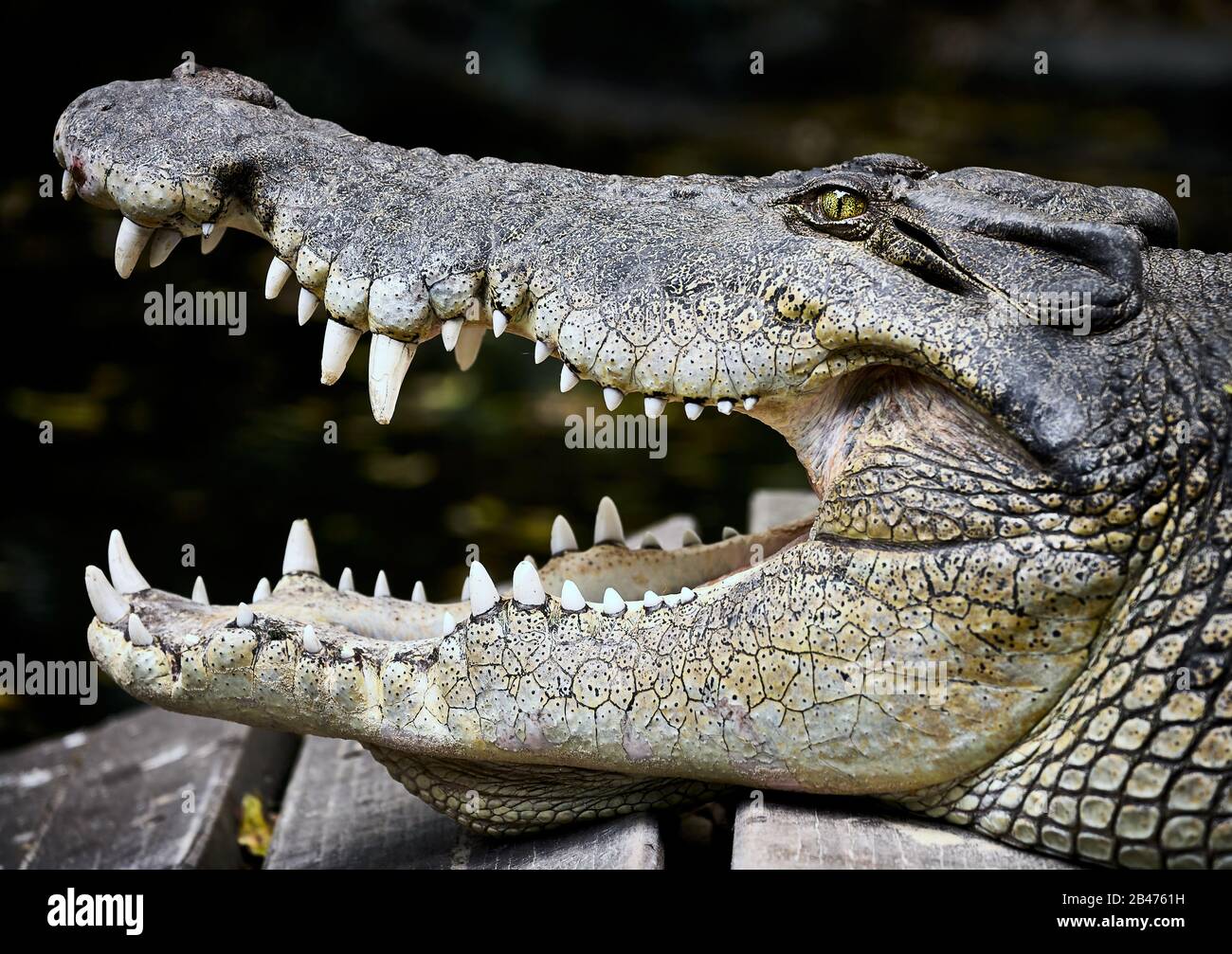 Australian Saltwater Crocodile - Crocodylus porosus, jaws open and alert, classic pose of this apex predator Stock Photo