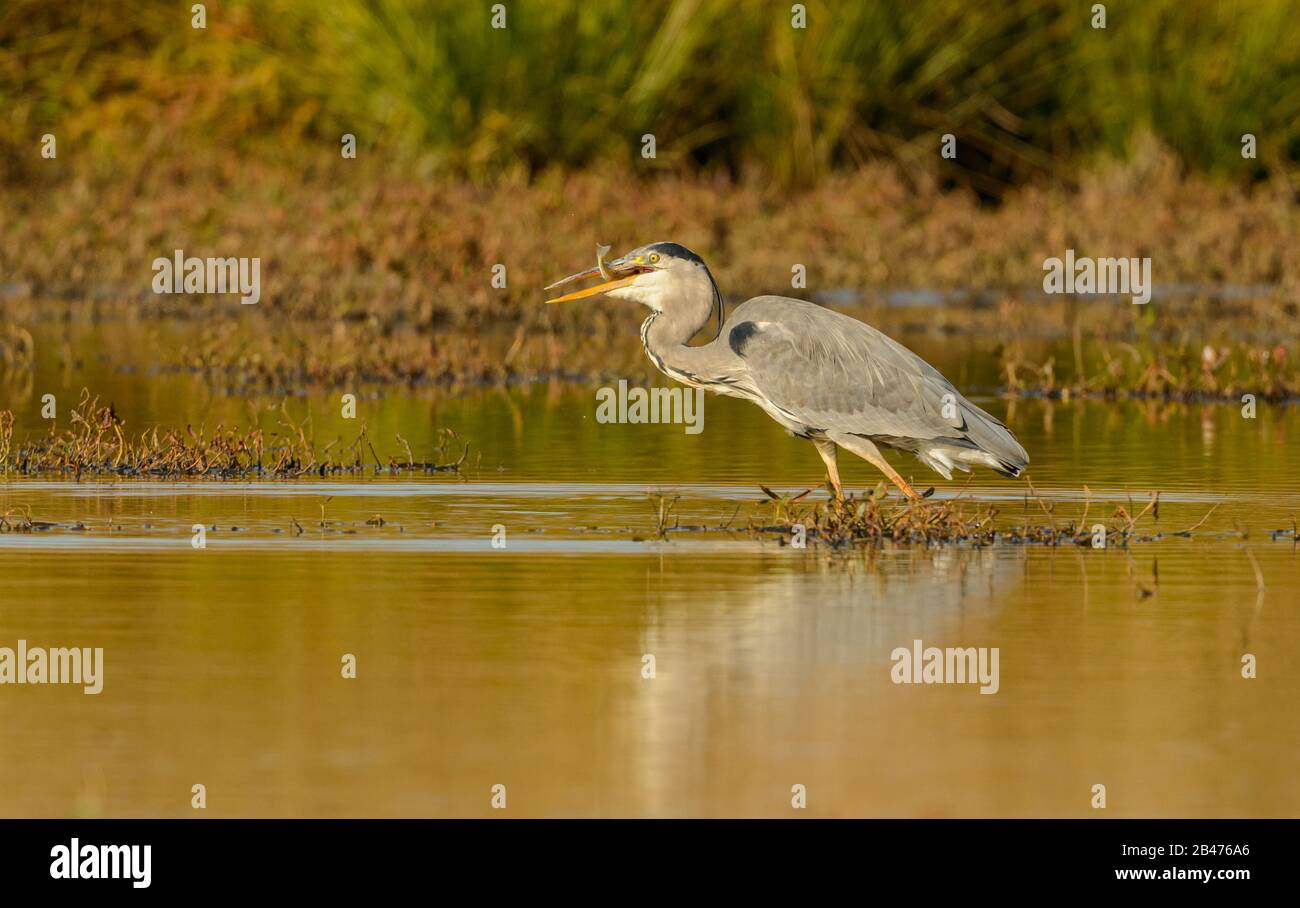 Duck Beak High Resolution Stock Photography and Images - Alamy