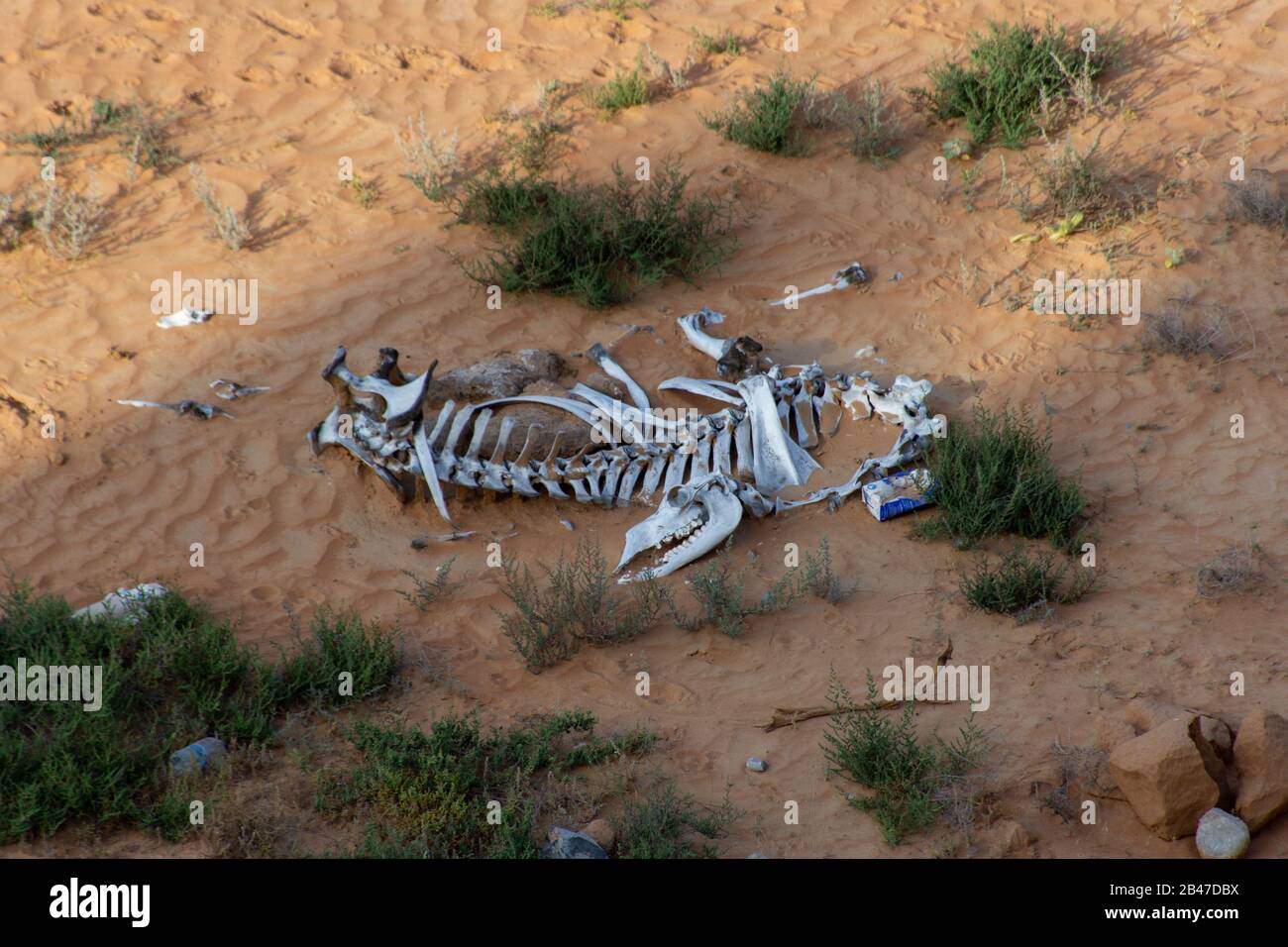 The bones of camel in the desert hi-res stock photography and images