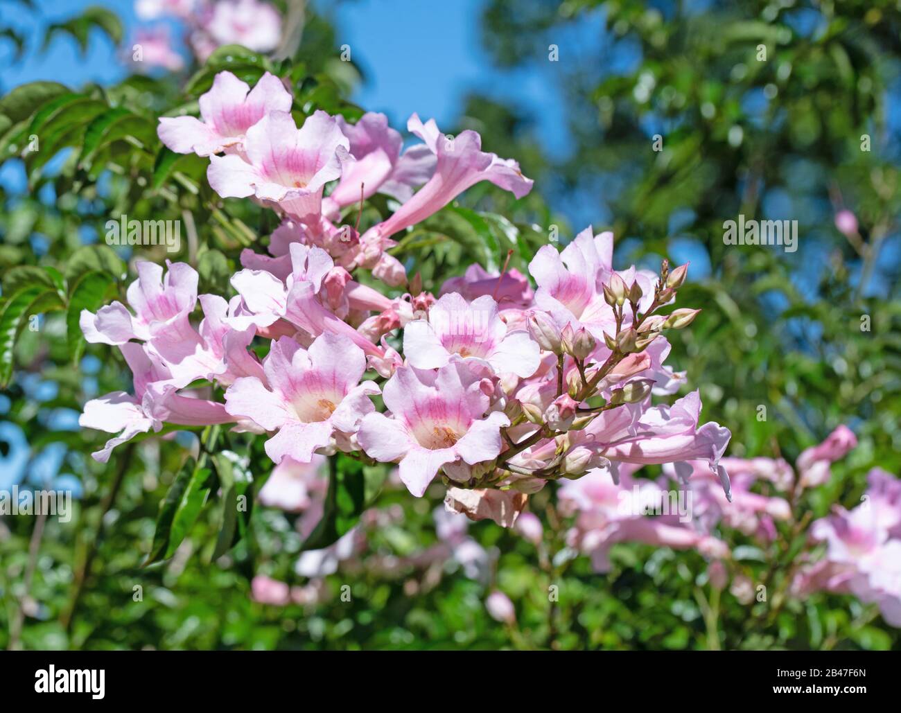 Flowering trumpet wine, Podranea, in summer Stock Photo