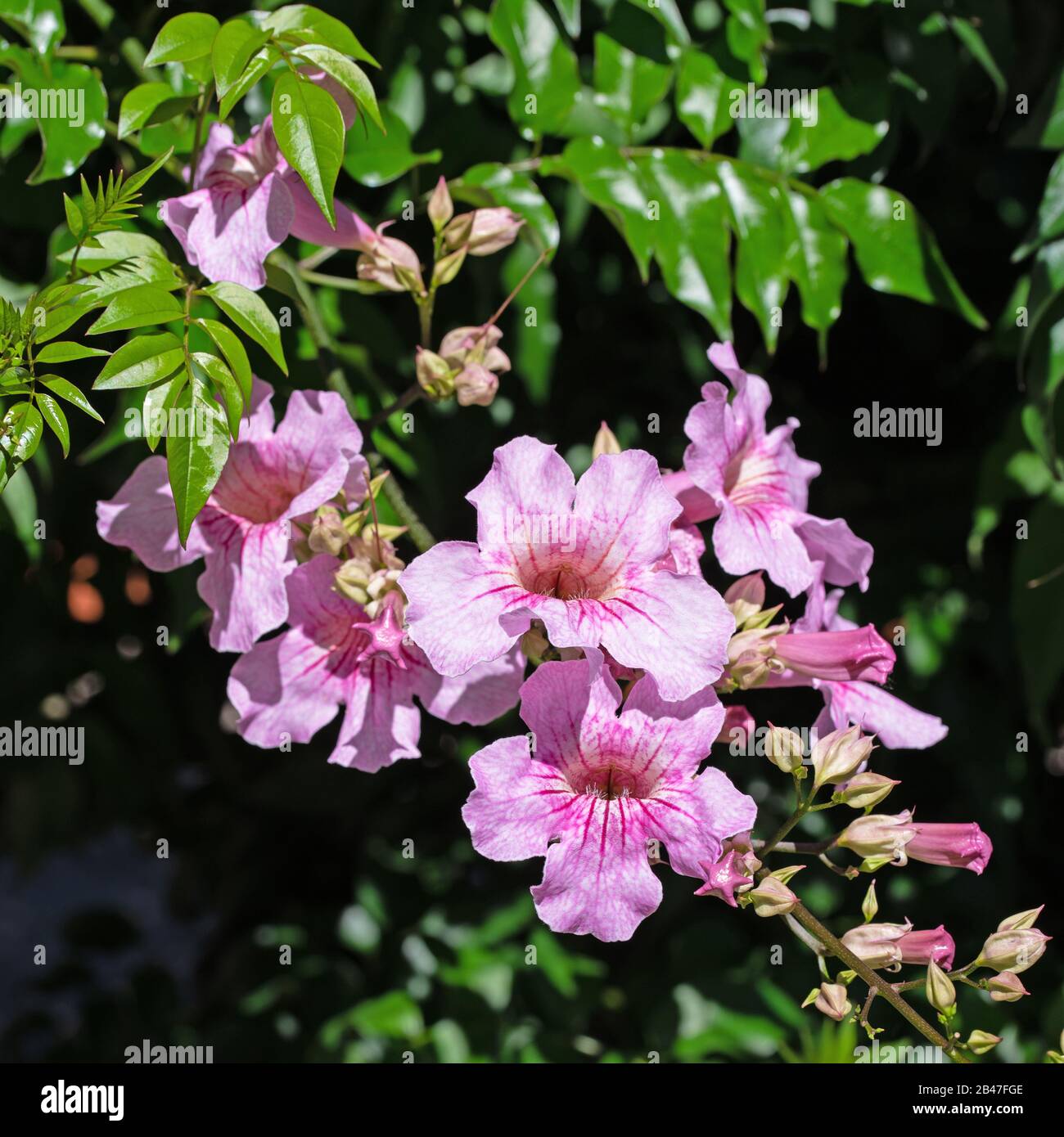 Flowering trumpet wine, Podranea, in summer Stock Photo