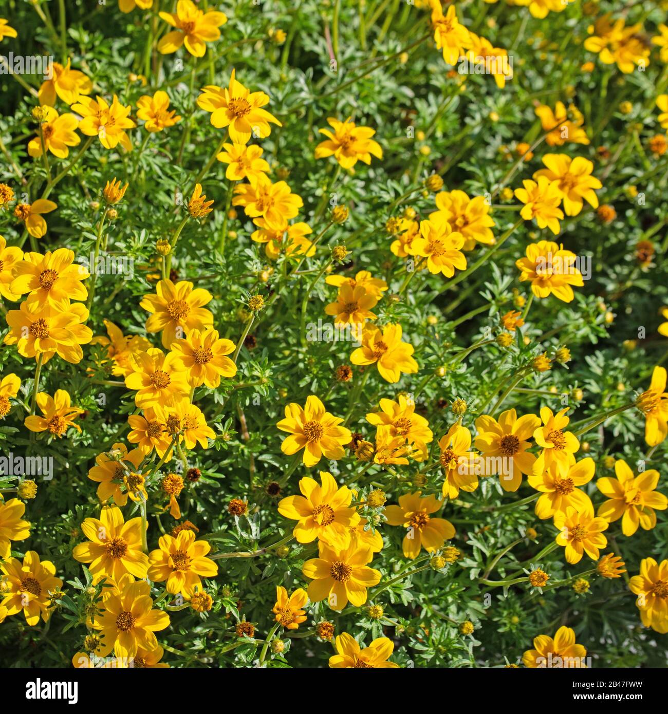 Blooming bidens in the garden, yellow flowers Stock Photo