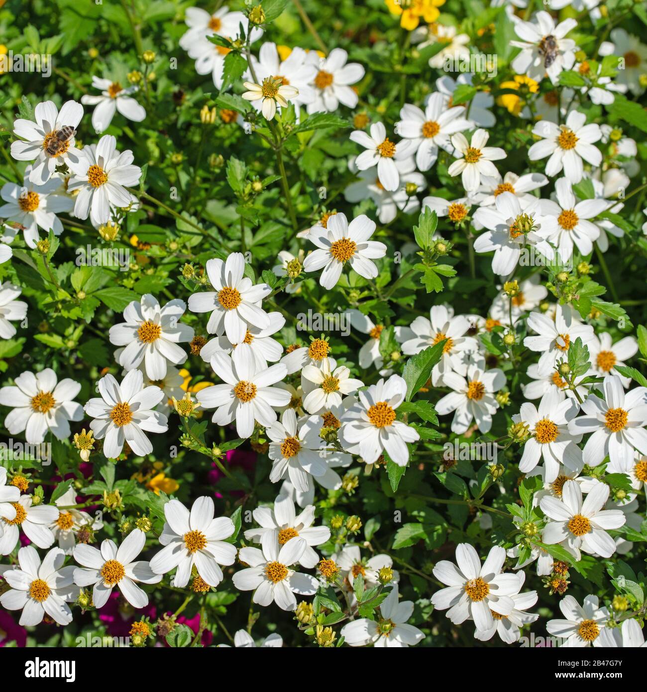 Blooming bidens in the garden, white flowers Stock Photo