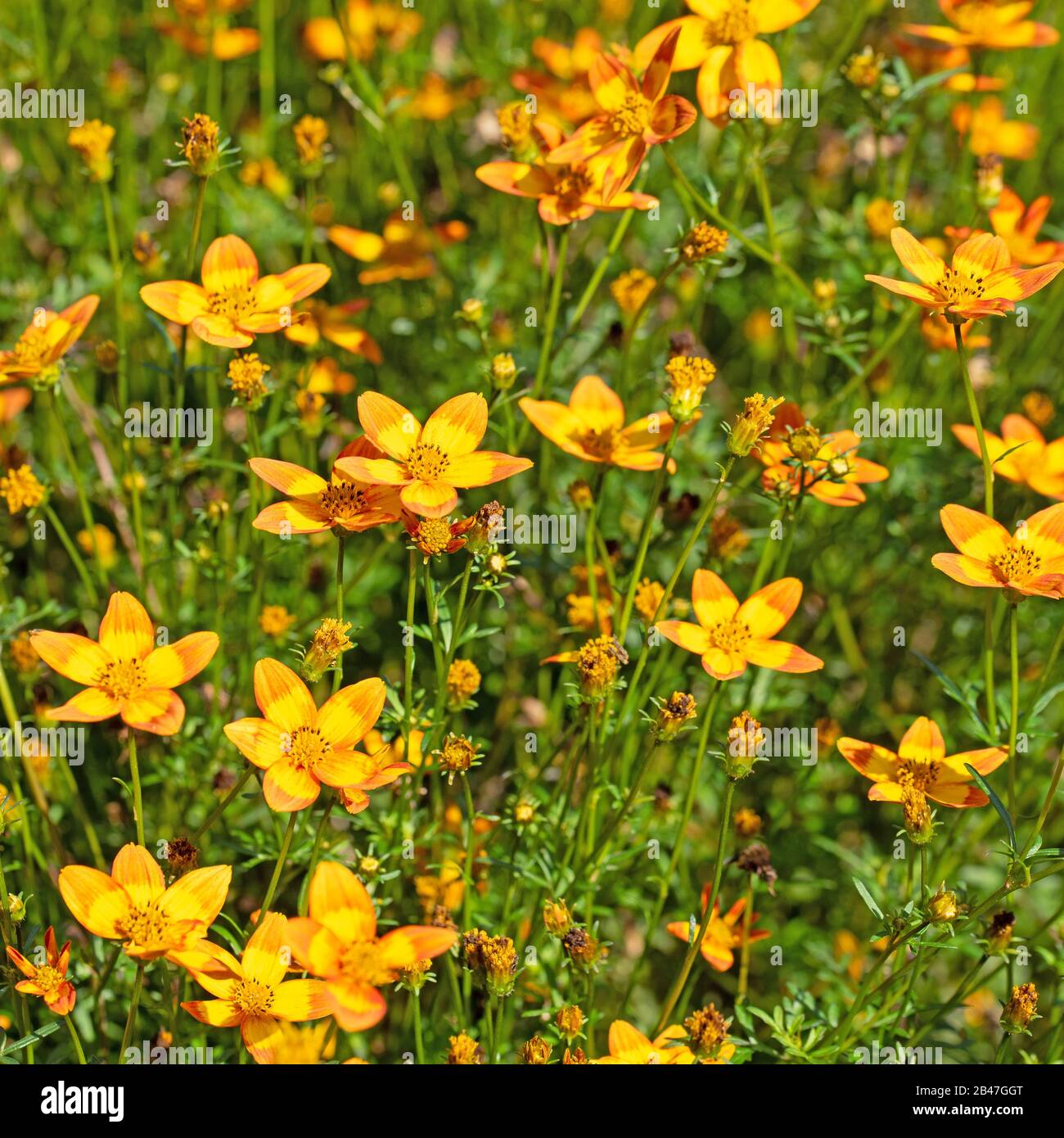 Blooming bidens in the garden, orange flowers Stock Photo