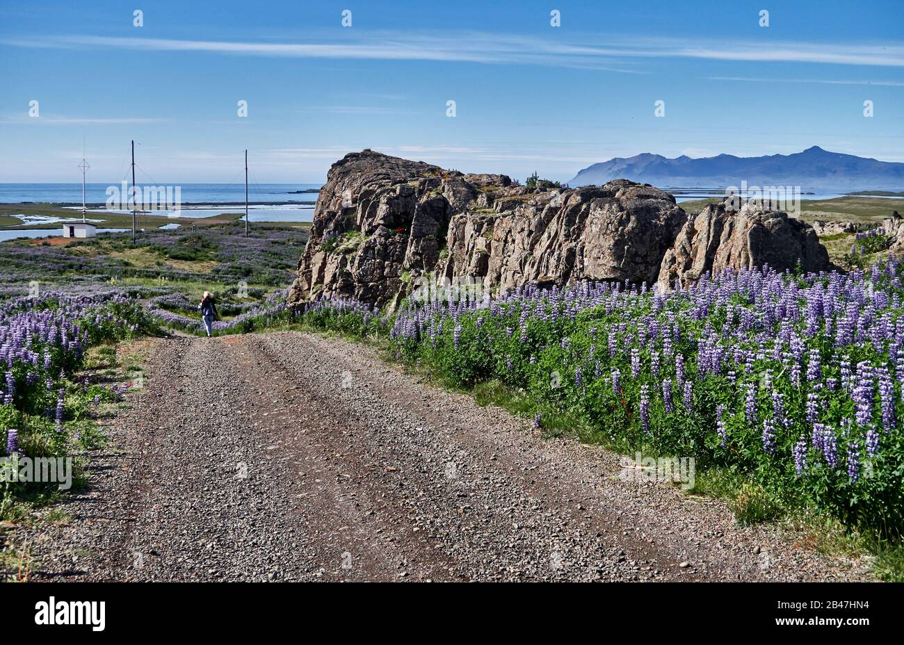 Europe,Iceland , Berufjordur fjord, dirt road from Djupivogur harbor, Landscape of giant Arctic lupine field Stock Photo
