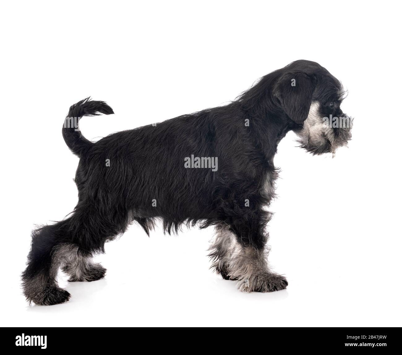 miniature schnauzer in front of white background Stock Photo - Alamy