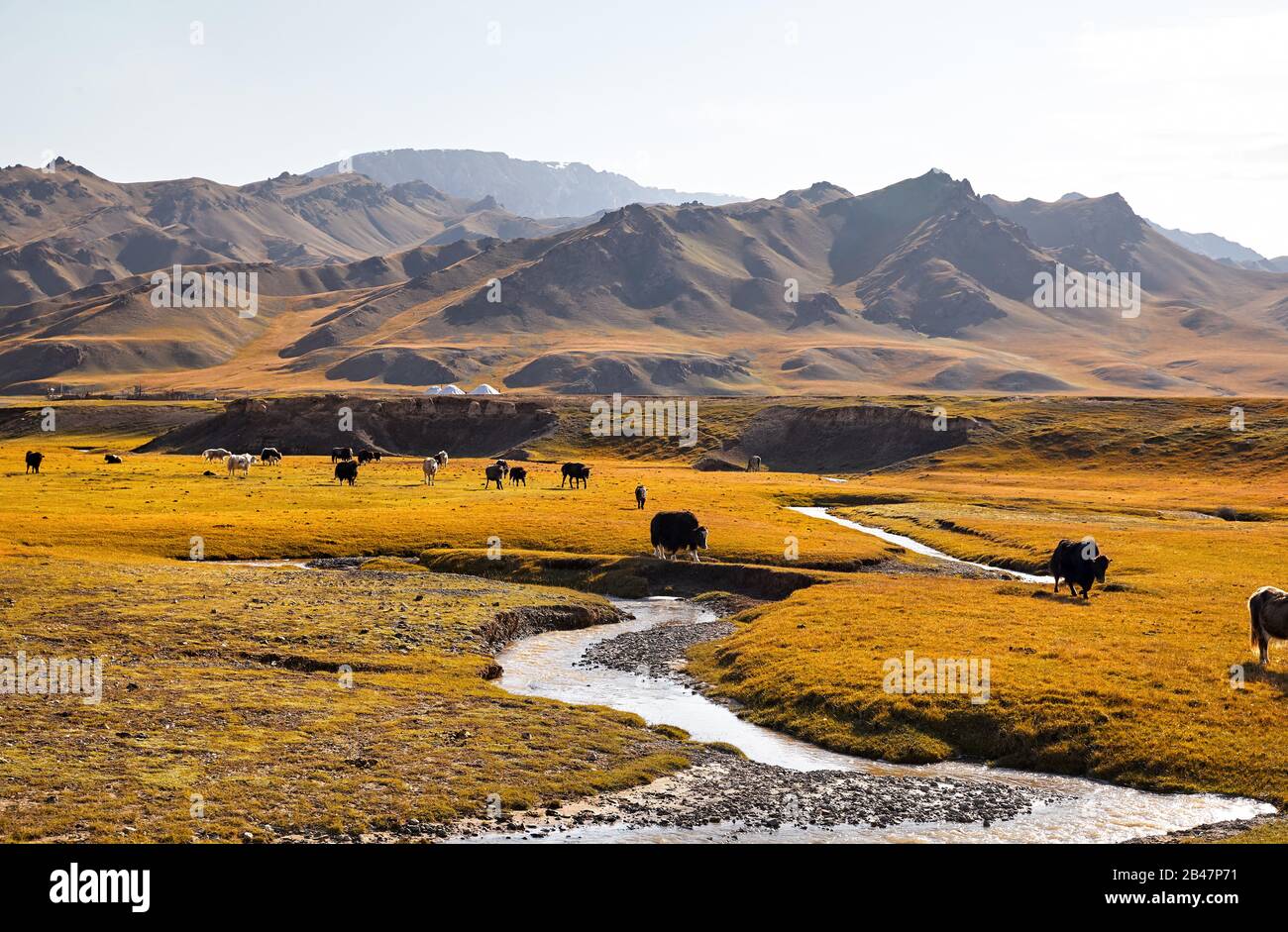 Herd of Yak crossing eating grass near the river in the mountain valley of Kyrgyzstan, Central Asia Stock Photo