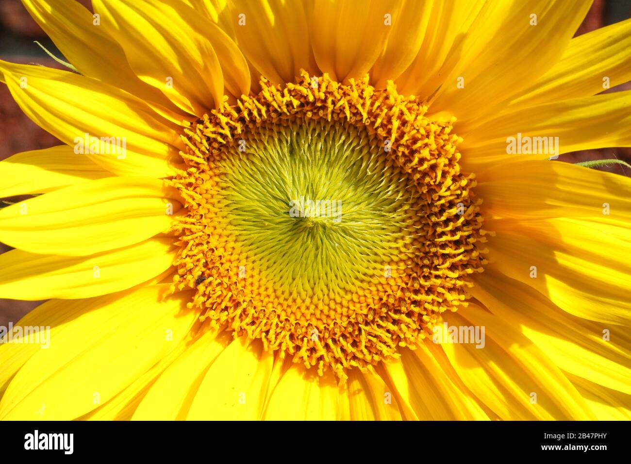 Close-up of a sunflower (helianthus) head and yellow disc florets in front of a red-brick wall on a bright sunny summer day. Stock Photo