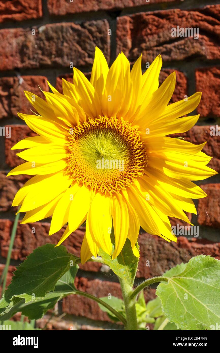 Sunflower (helianthus) head with a red-brick wall background. Stock Photo