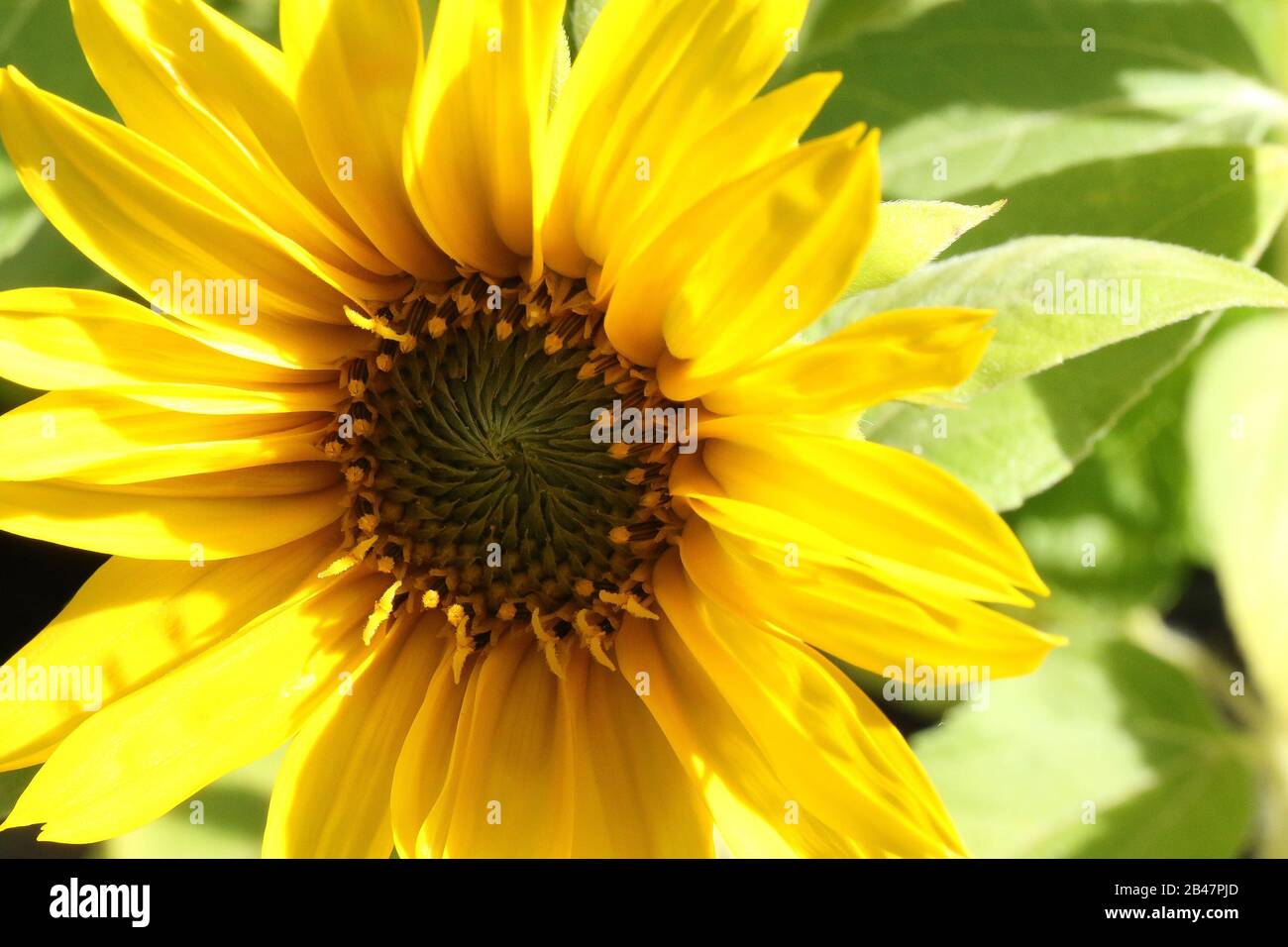 Sunflower green disc rays hires stock photography and images Alamy