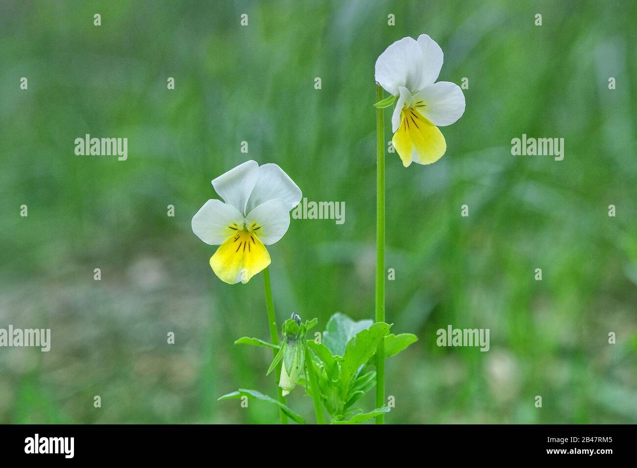 Wild field pansy, England, Europe. Spring blooming white viola arvensis flowers. Pansies in green meadow, sunny day. Dog-violet. Stock Photo