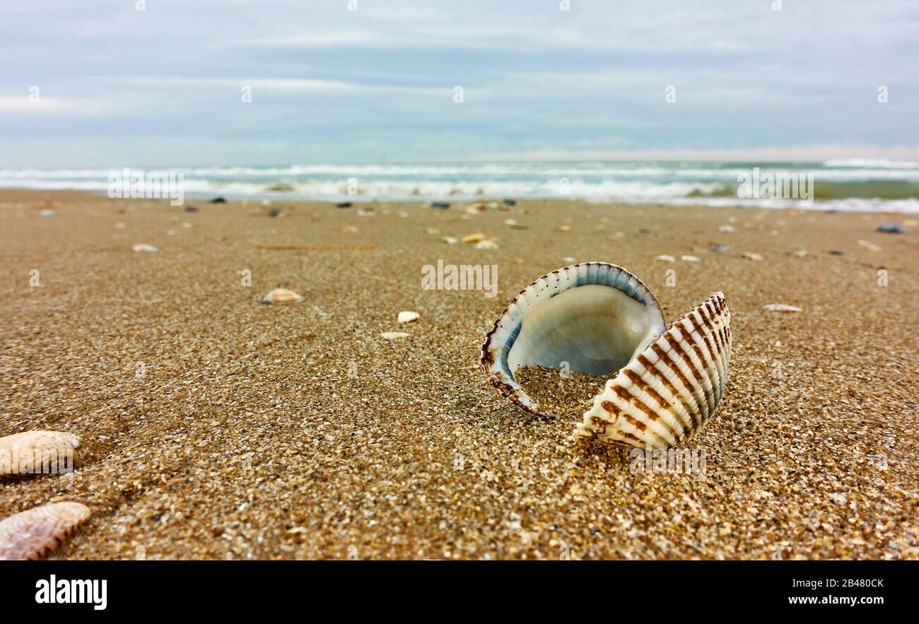 Open shell on sandy beach by the sea close-up. Shallow DOF! Stock Photo