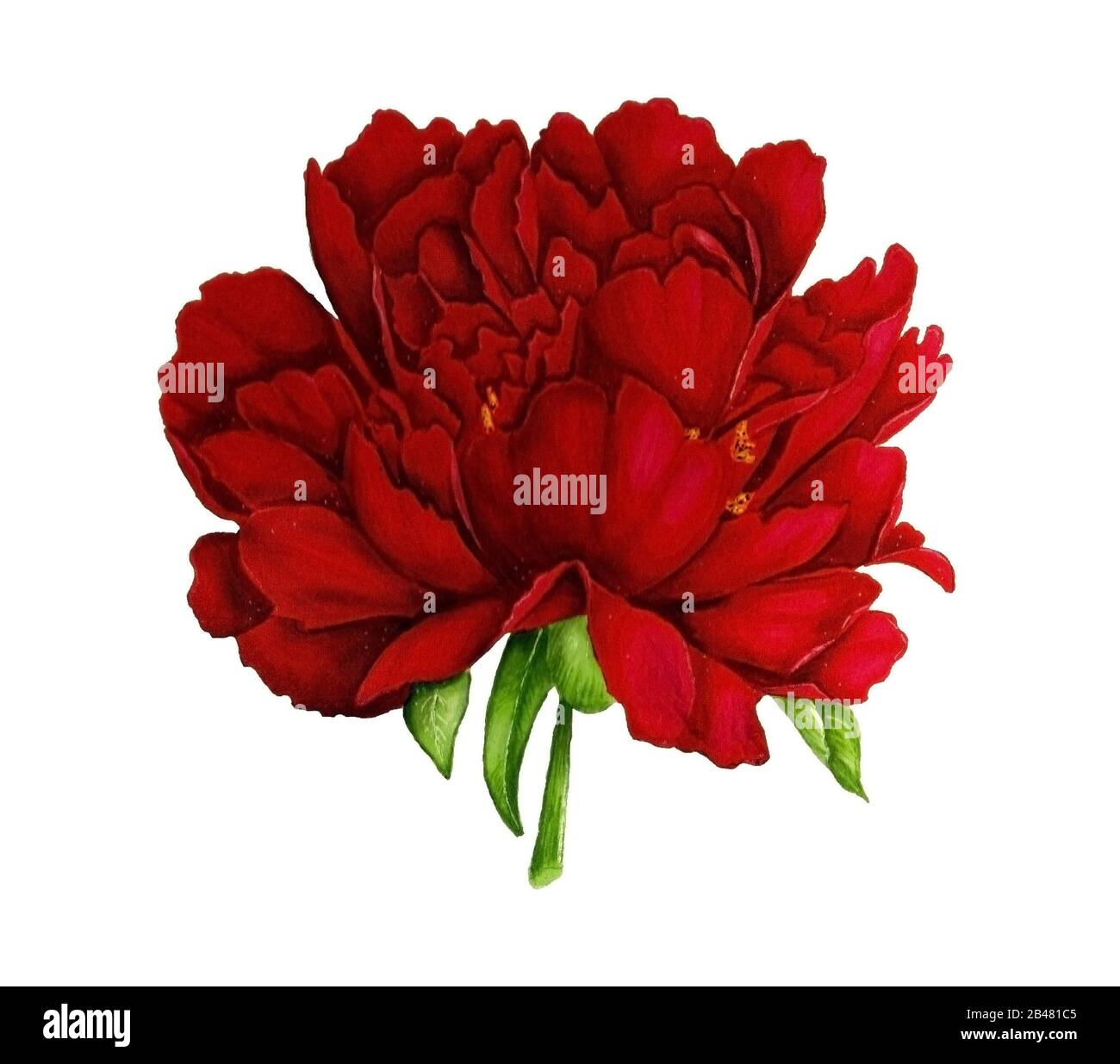 Dark red peony hand drawn on white isolated background Stock Photo