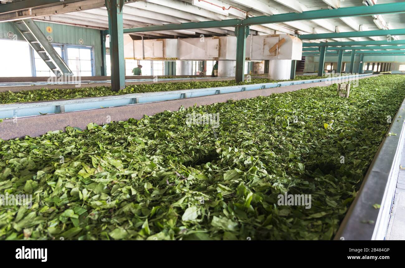 Nuwara, Sri Lanka: 03/20/2019: Glen Loch tea plantation factory  -interior processing plant. Stock Photo