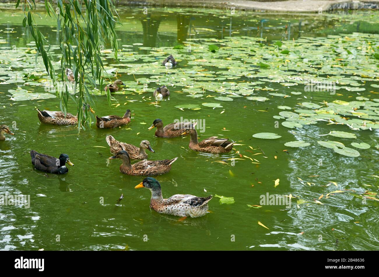 Ducks in a green artificial pond with water lilies Stock Photo Alamy