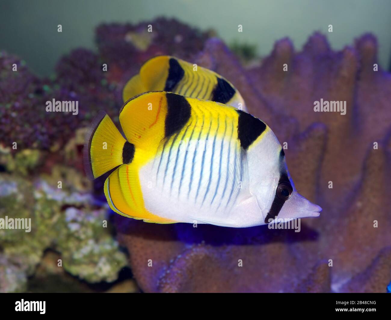 True Falcula Butterflyfish, Chaetodon falcula, also known as black-wedged, or saddle back butterflyfish, from the Indian Ocean Stock Photo