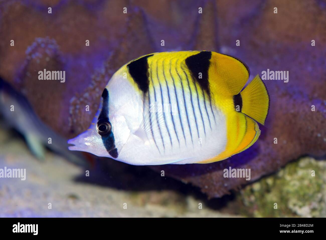 True Falcula Butterflyfish, Chaetodon falcula, also known as black-wedged, or saddle back butterflyfish, from the Indian Ocean Stock Photo