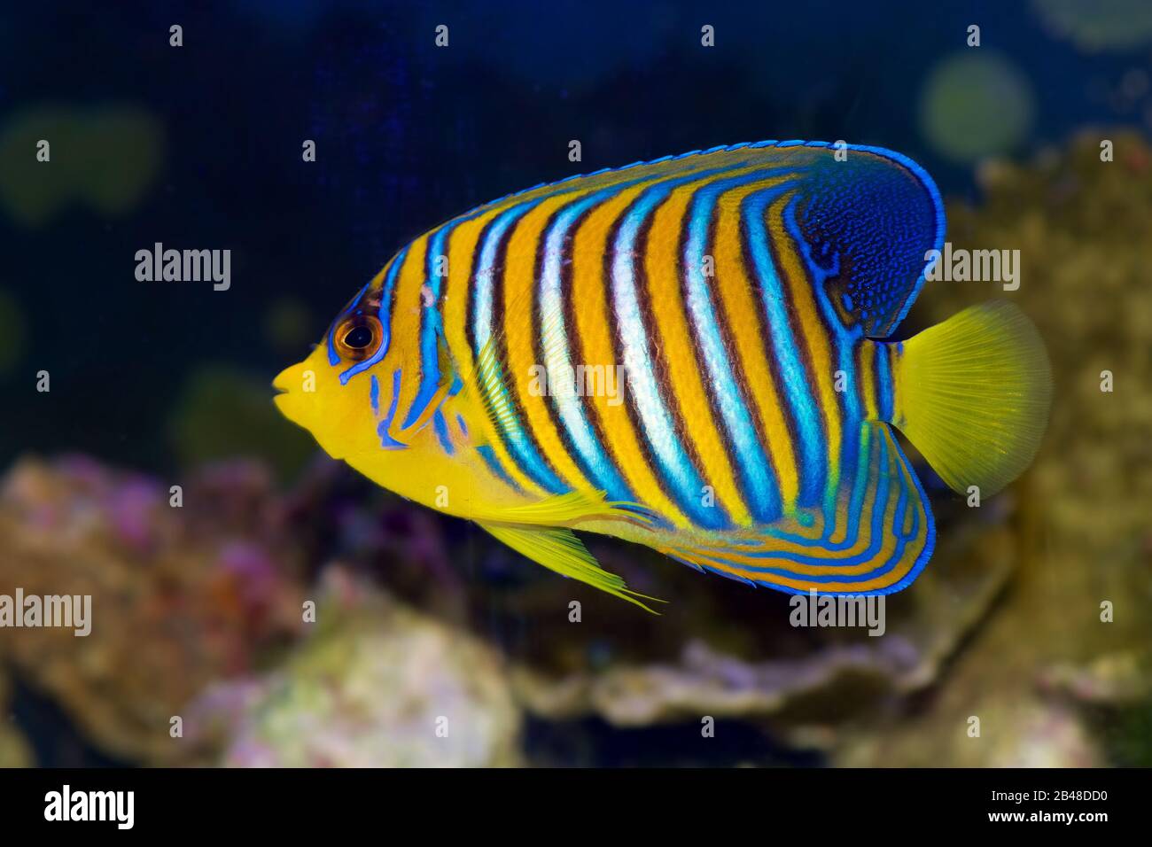 Regal Angelfish, Pygoplites diacanthus, a saltwater angelfish from the Indo-Pacific and Red Sea. This one has the coloring of the Red Sea/Indian Ocean Stock Photo