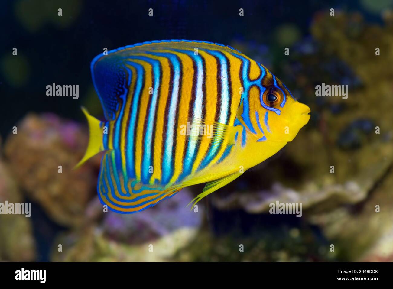 Regal Angelfish, Pygoplites diacanthus, a saltwater angelfish from the Indo-Pacific and Red Sea. This one has the coloring of the Red Sea/Indian Ocean Stock Photo