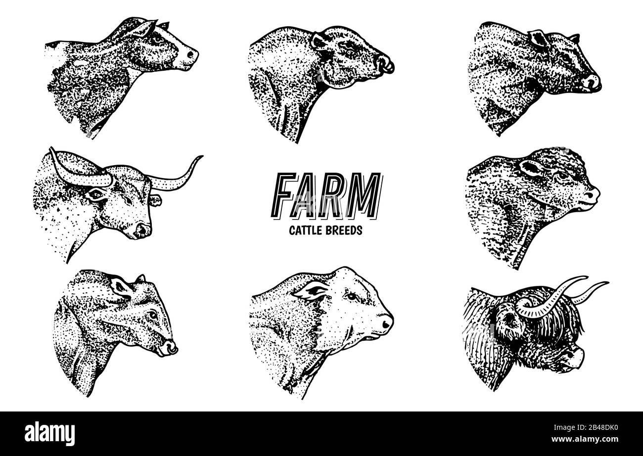 Cows set in vintage style. Cattle heads. Longhorn Scottish Highland Holstein Black Angus. Portrait of farm bulls or domestic animals. Hand drawn Stock Vector