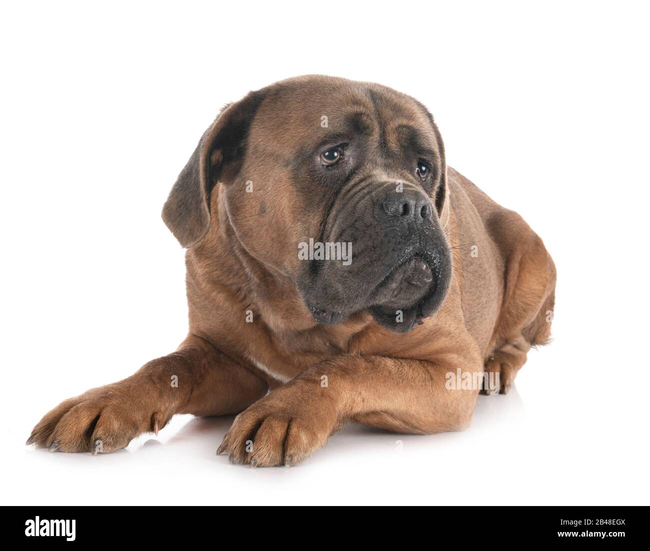 Female Italian Mastiff In Front Of White Background Stock Photo Alamy
