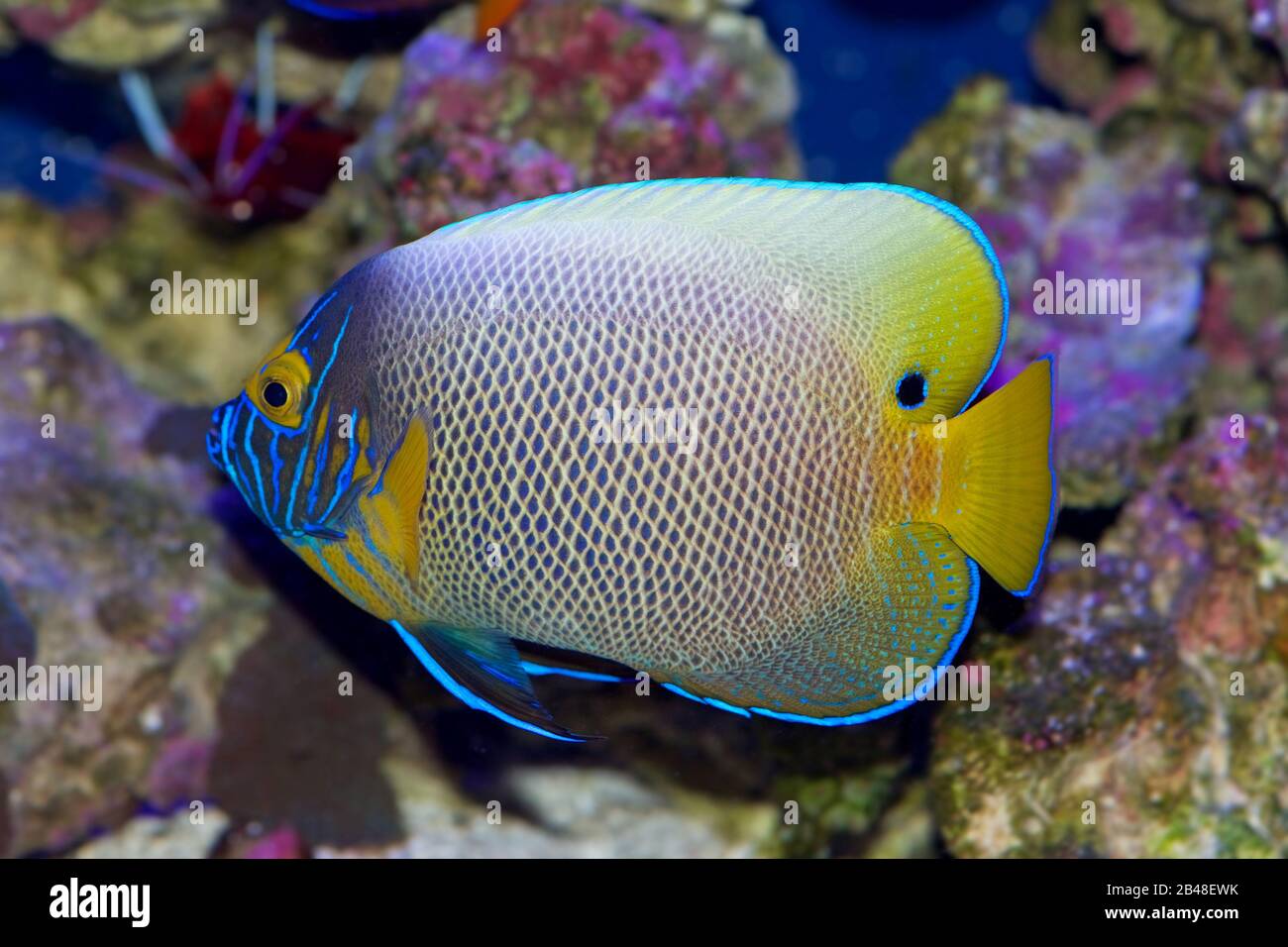 Blue faced angelfish, Pomacanthus xanthometopon, in transition between juvenile and adult colors Stock Photo