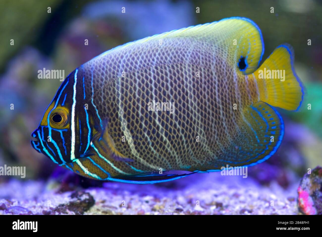 The saltwater Blue-faced Angelfish, Pomacanthus xanthometopon, in juvenile colors Stock Photo