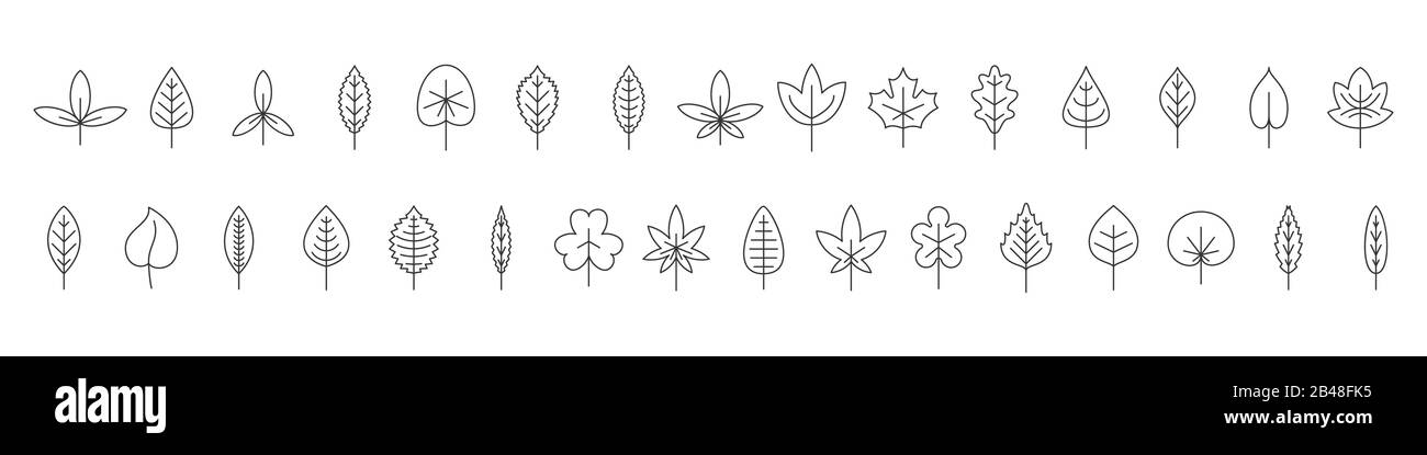 Set of Leaves in thin line style. Linear leaves icons. Outline leaves ...