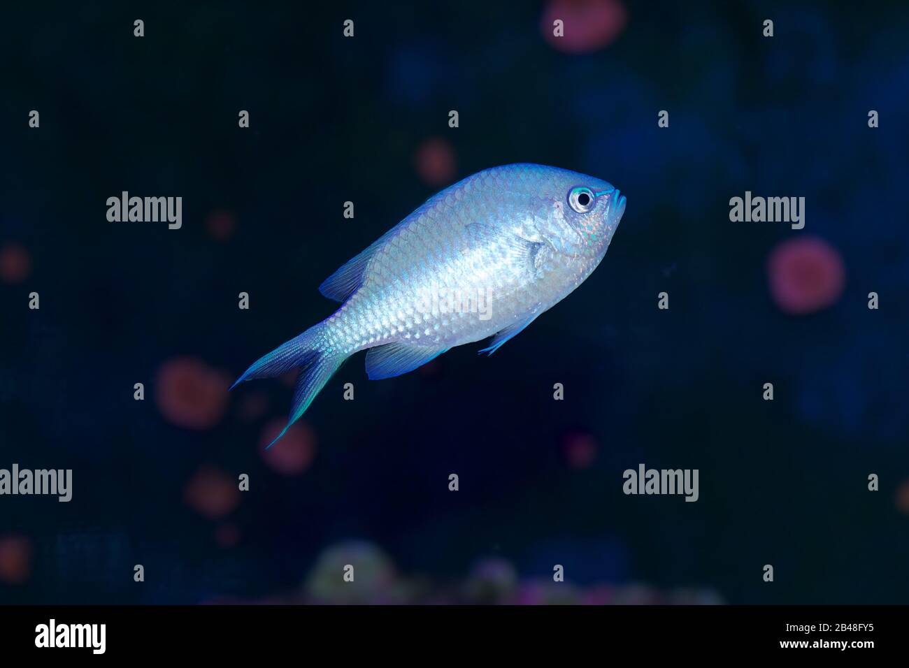 Aquarium Fish Blue Green Chromis Chromis Viridis Stock Photo Alamy