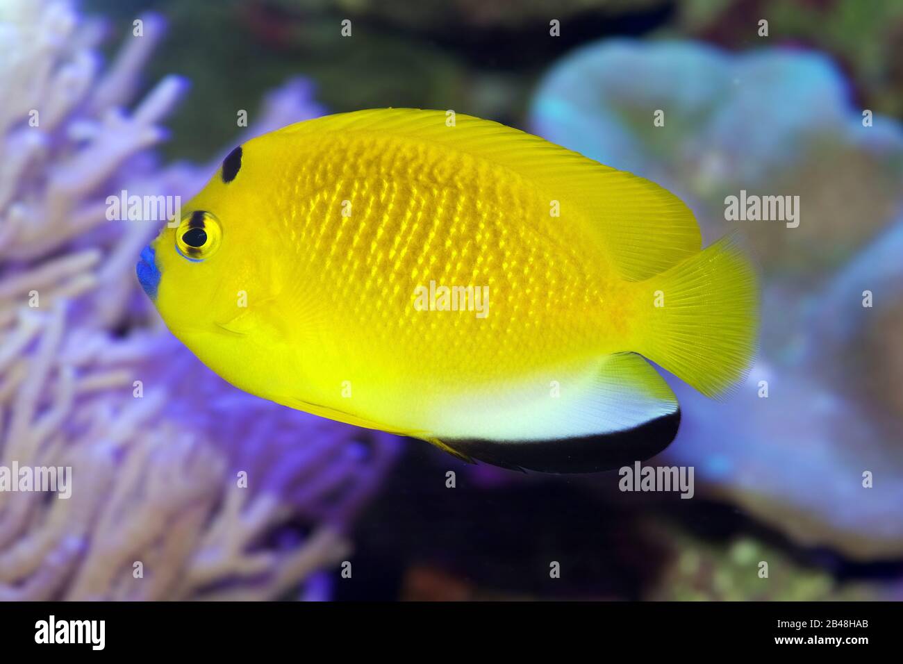 The Flagfin Angelfish, Apolemichthys trimaculatus, is a very pretty, moderately sized saltwater angel. Stock Photo