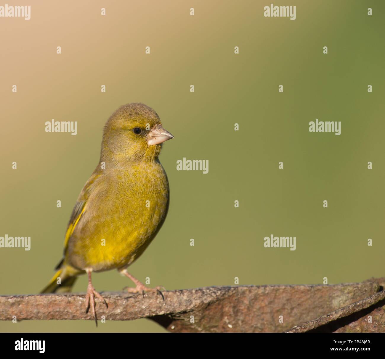 An adult Greenfinch (Carduelis chloris) in breeding plumage Stock Photo