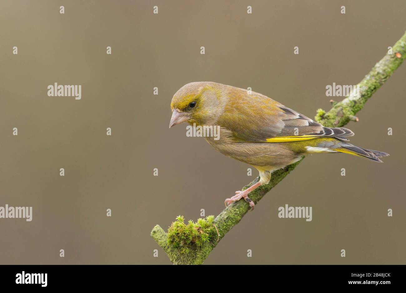 An adult Greenfinch (Carduelis chloris) in breeding plumage Stock Photo