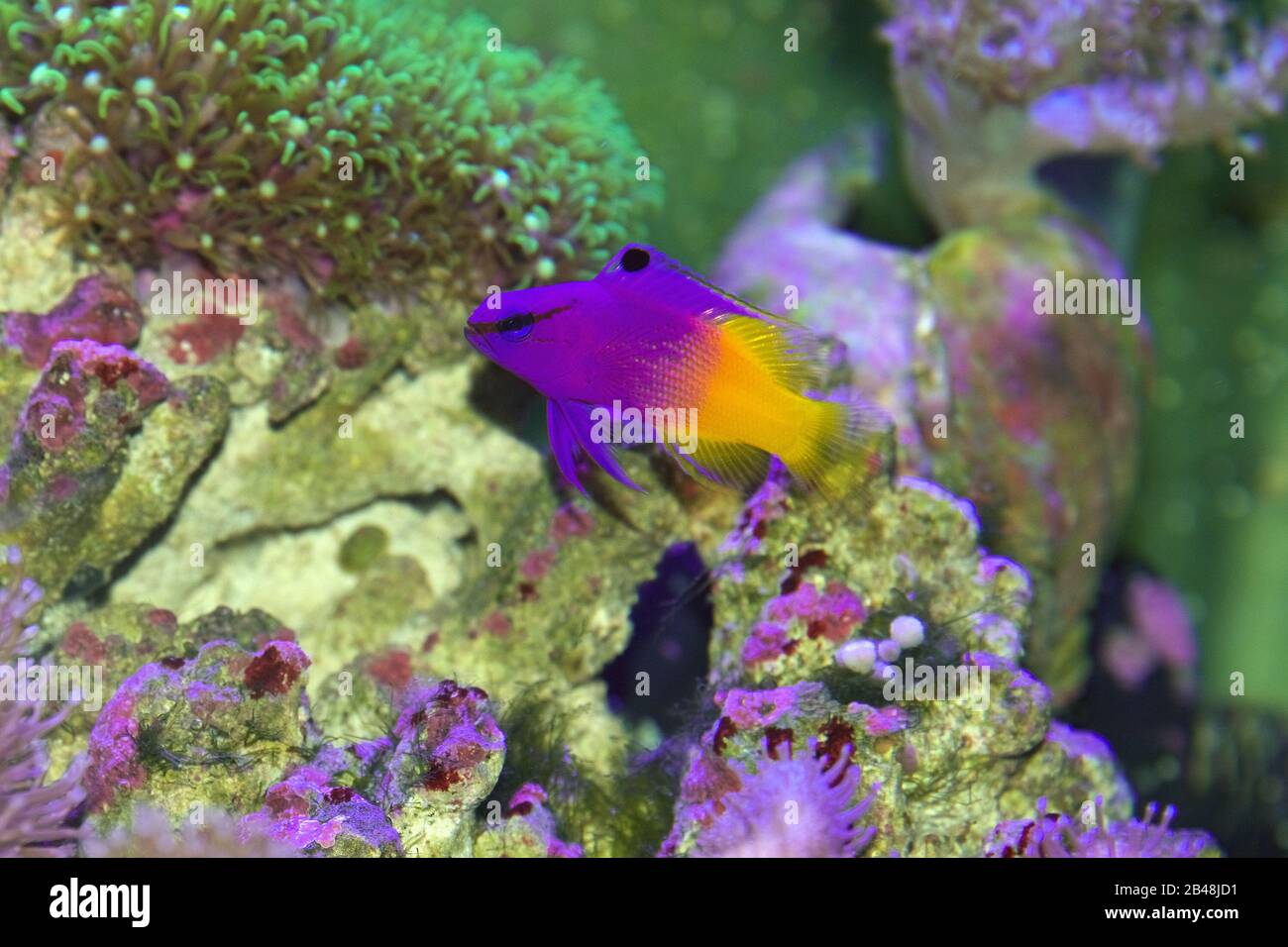 The Royal Gramma, also known as the fairy basslet, Gramma loreto, a ...