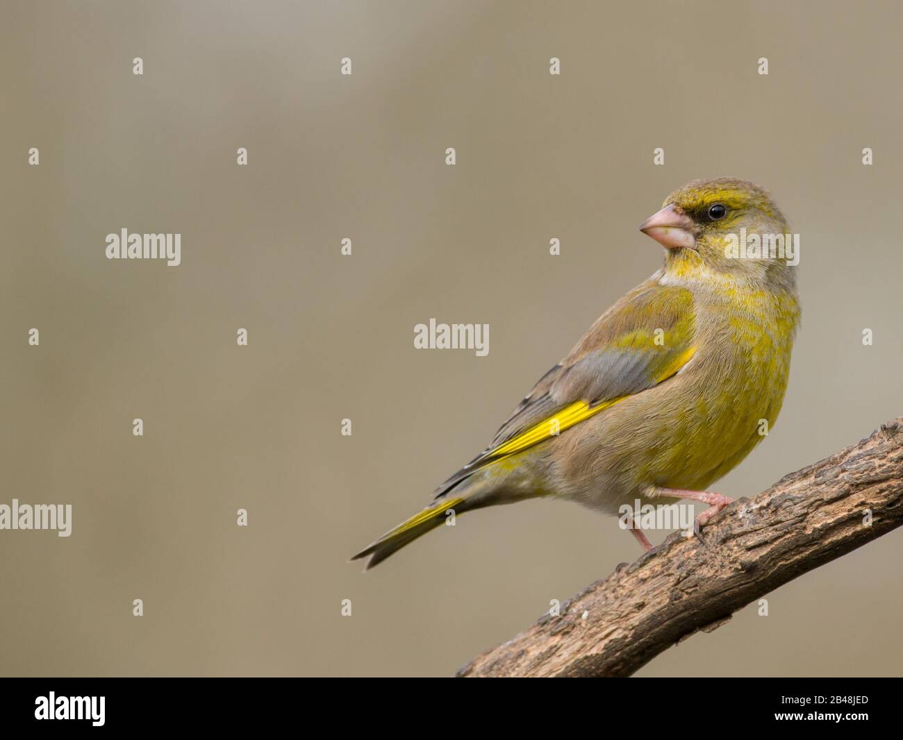 An adult Greenfinch (Carduelis chloris) in breeding plumage Stock Photo