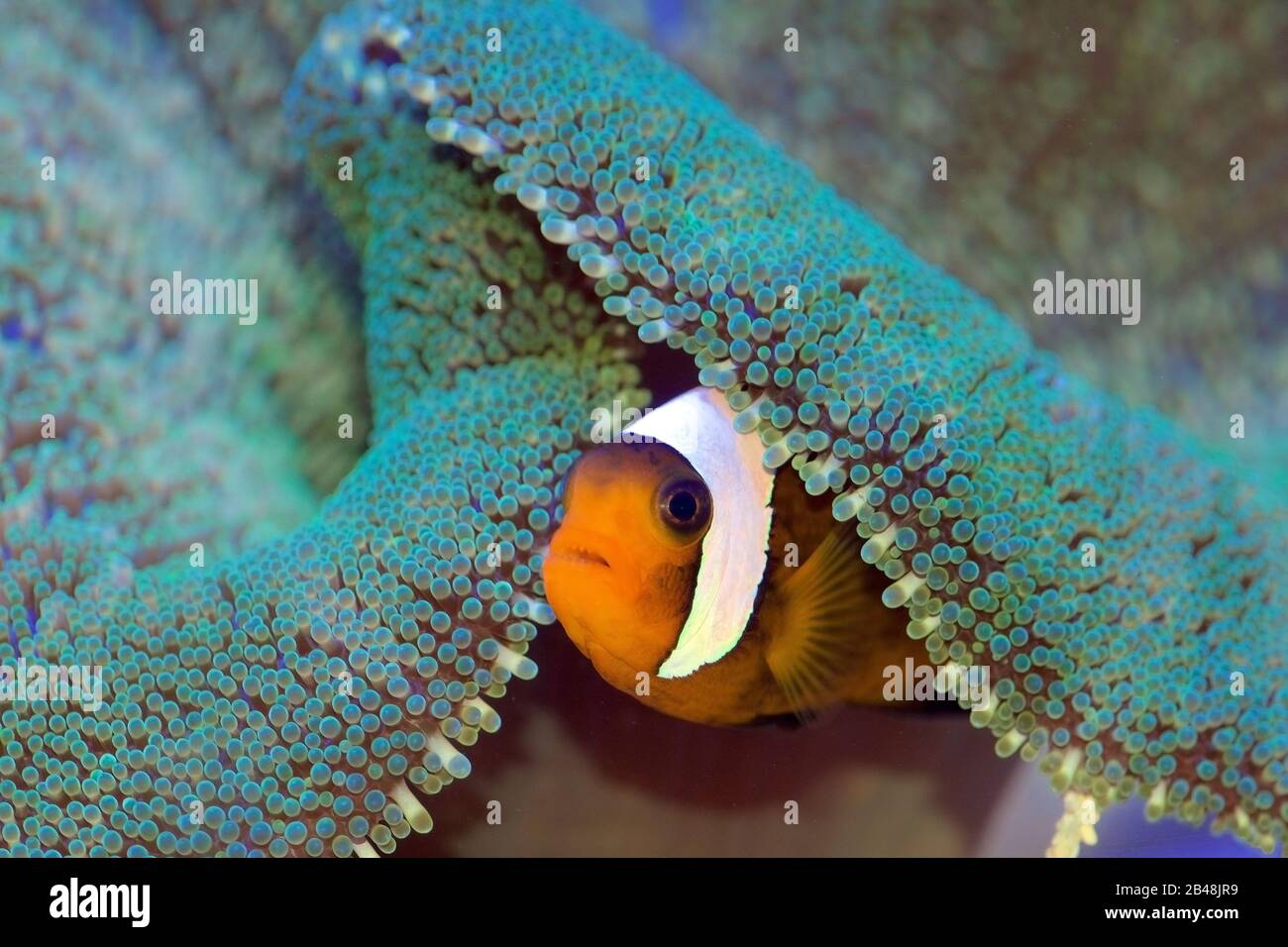The Saddleback Clownfish, Amphiprion polymnus, takes shelter in a Haddon’s Carpet or Saddle Anemone, Stichodactyla haddoni Stock Photo