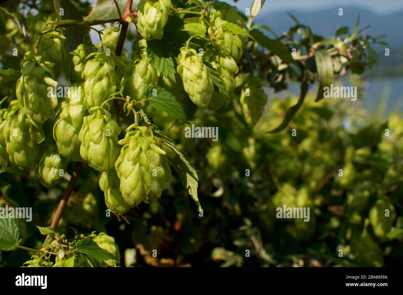 Close up picture of many hop cones hanging from the plant during sunset Stock Photo