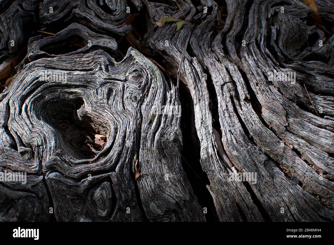 Close up of abstract tree trunk texture illuminated by the sunlight Stock Photo